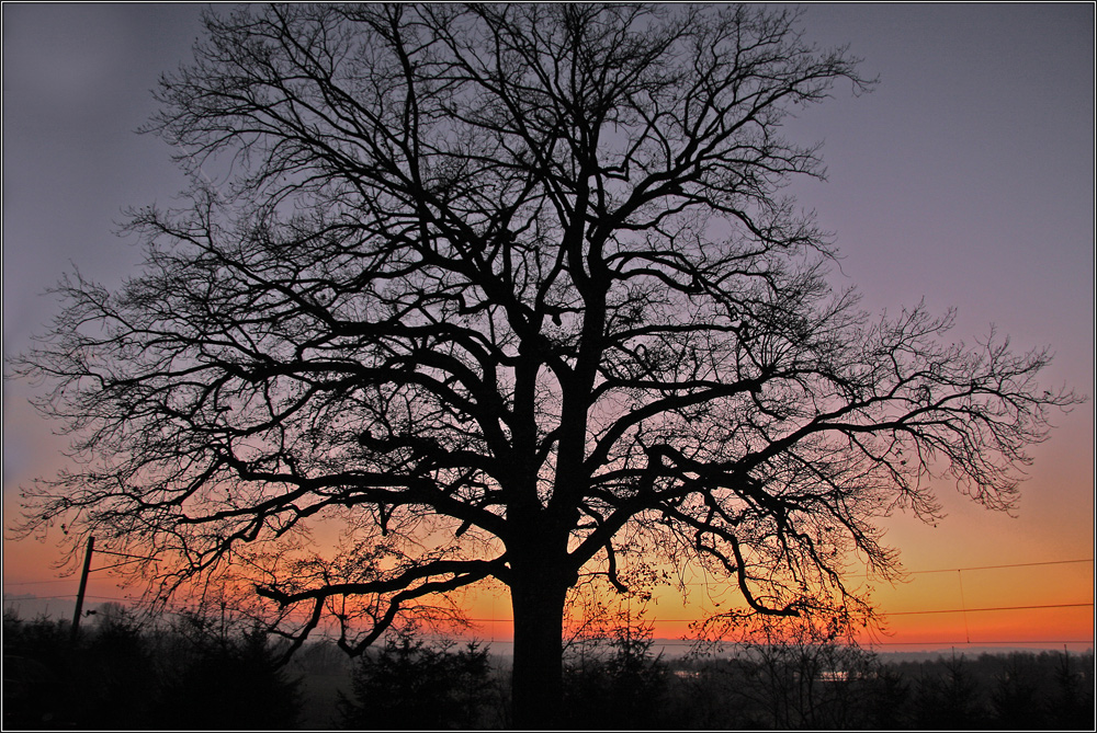 der Feierabendbaum...