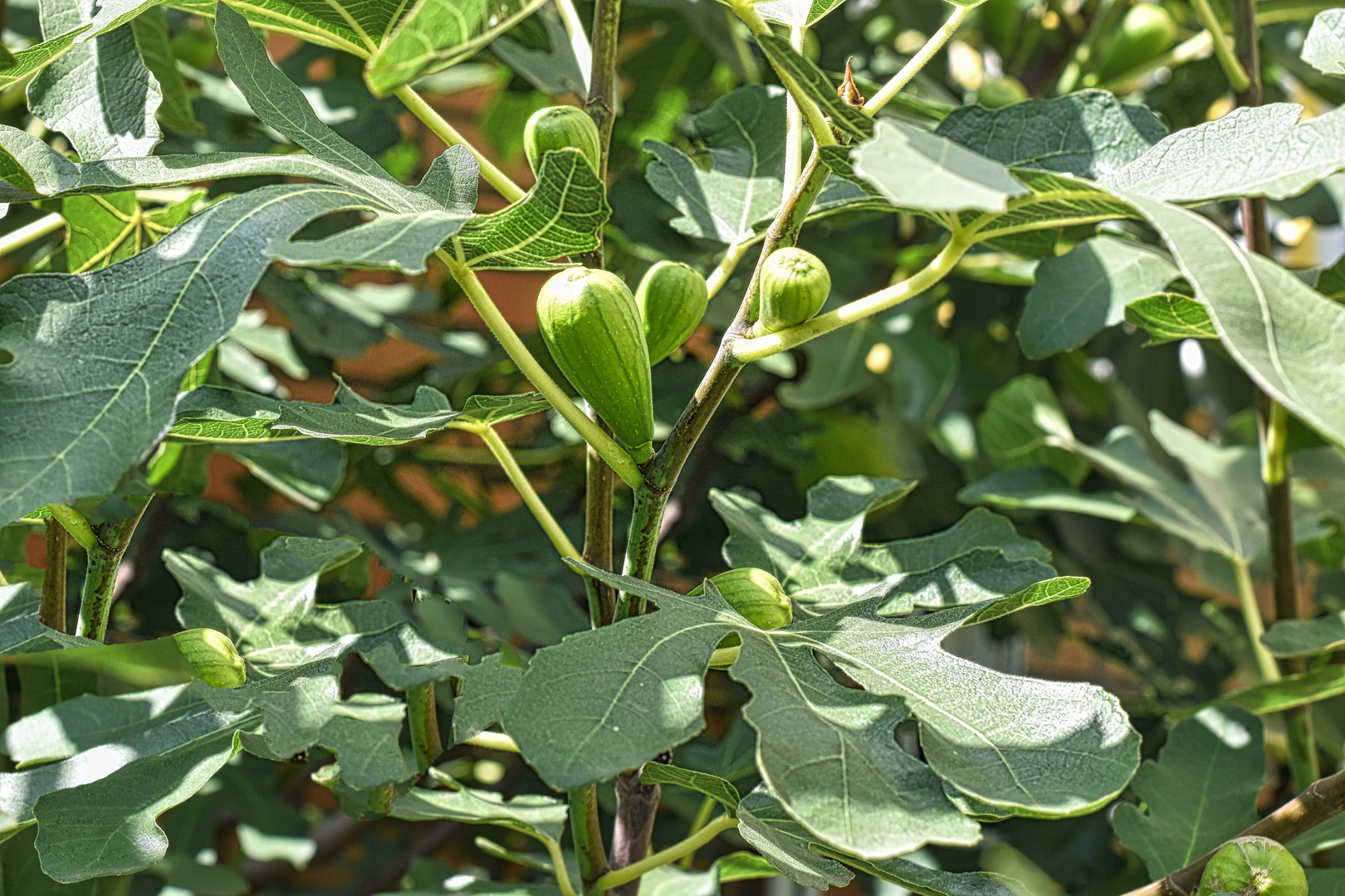 Der Feigenbaum