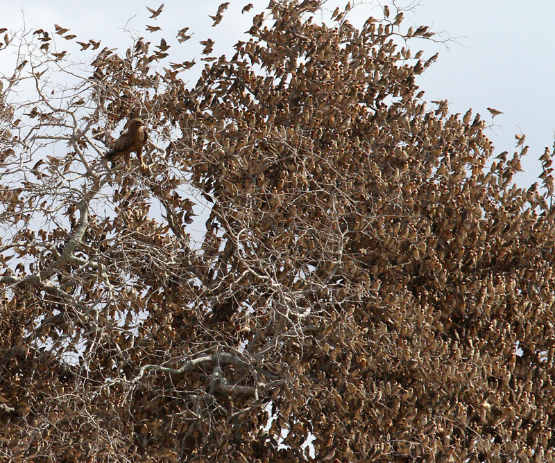 Der Feind im Baum