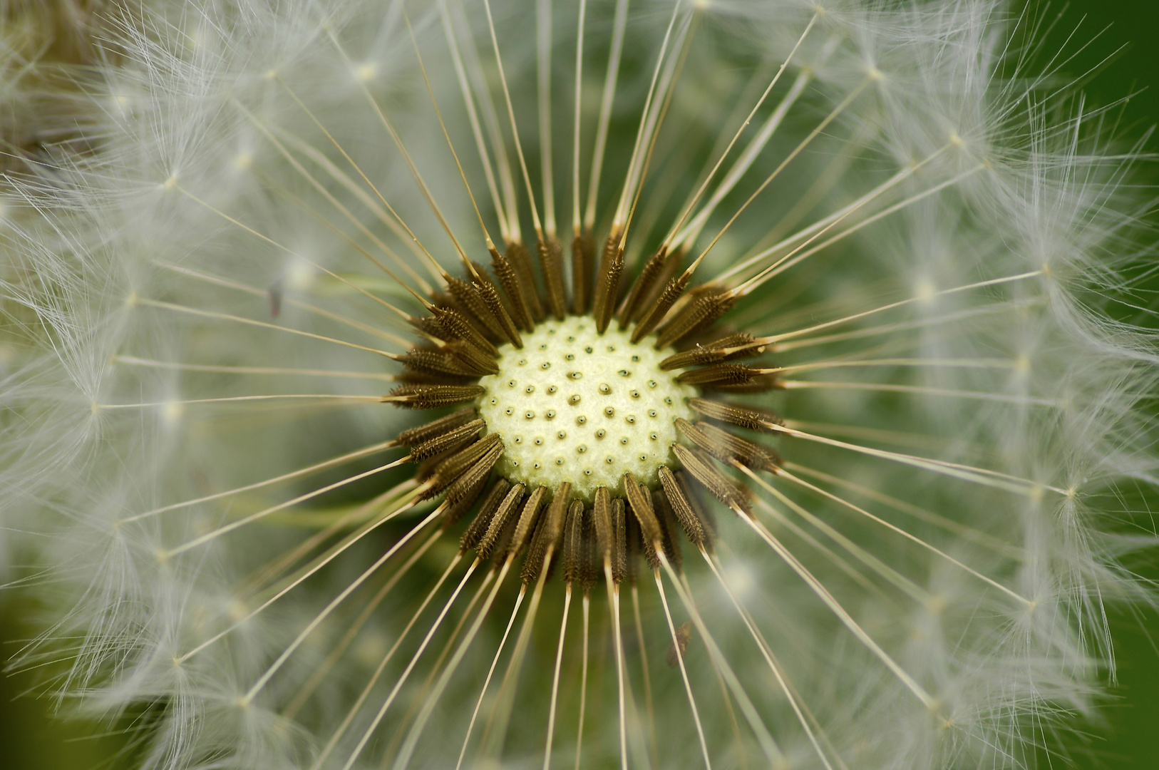 Der Feind im Garten...