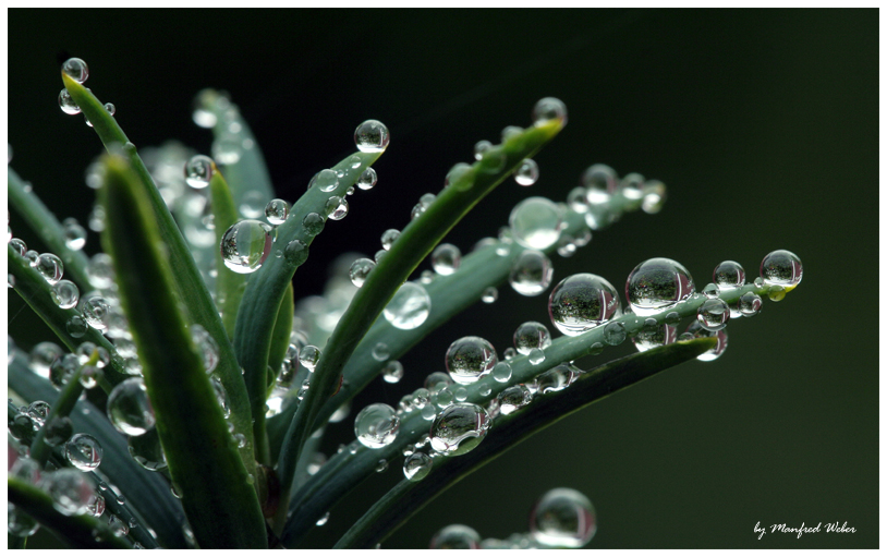 Der feine Nieselregen ...