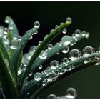 Der feine Nieselregen ...