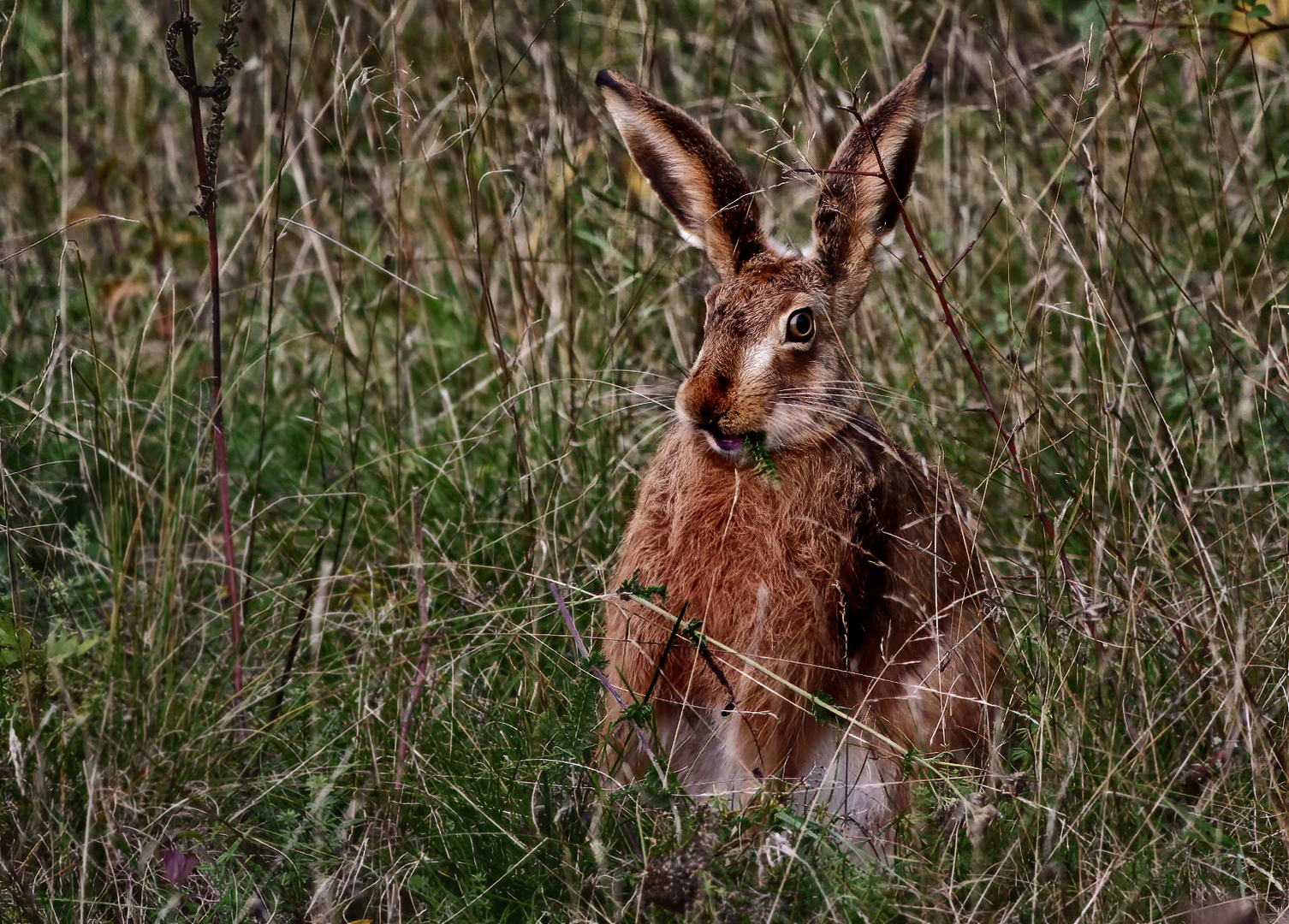 "DER FEINSCHMECKER HASE"