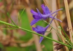 Der Feld-Rittersporn (Consolida regalis)