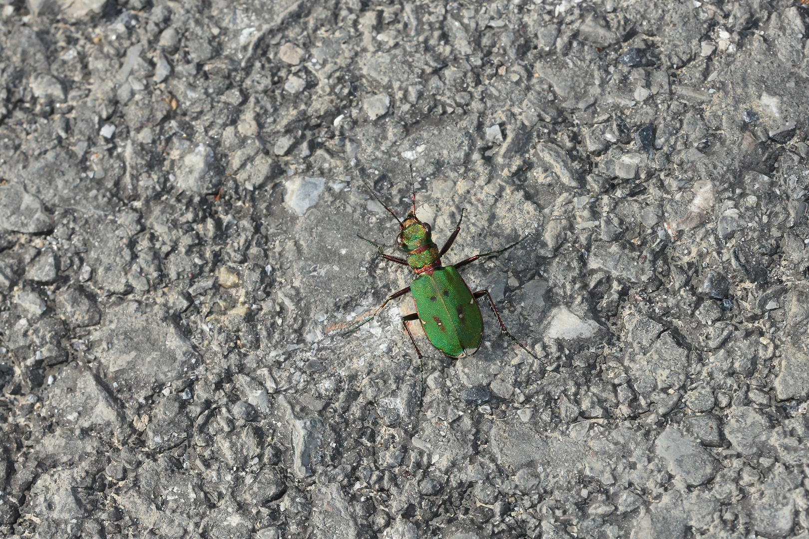 Der Feld-Sandlaufkäfer (Cicindela campestris) ...