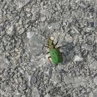 Der Feld-Sandlaufkäfer (Cicindela campestris) ...