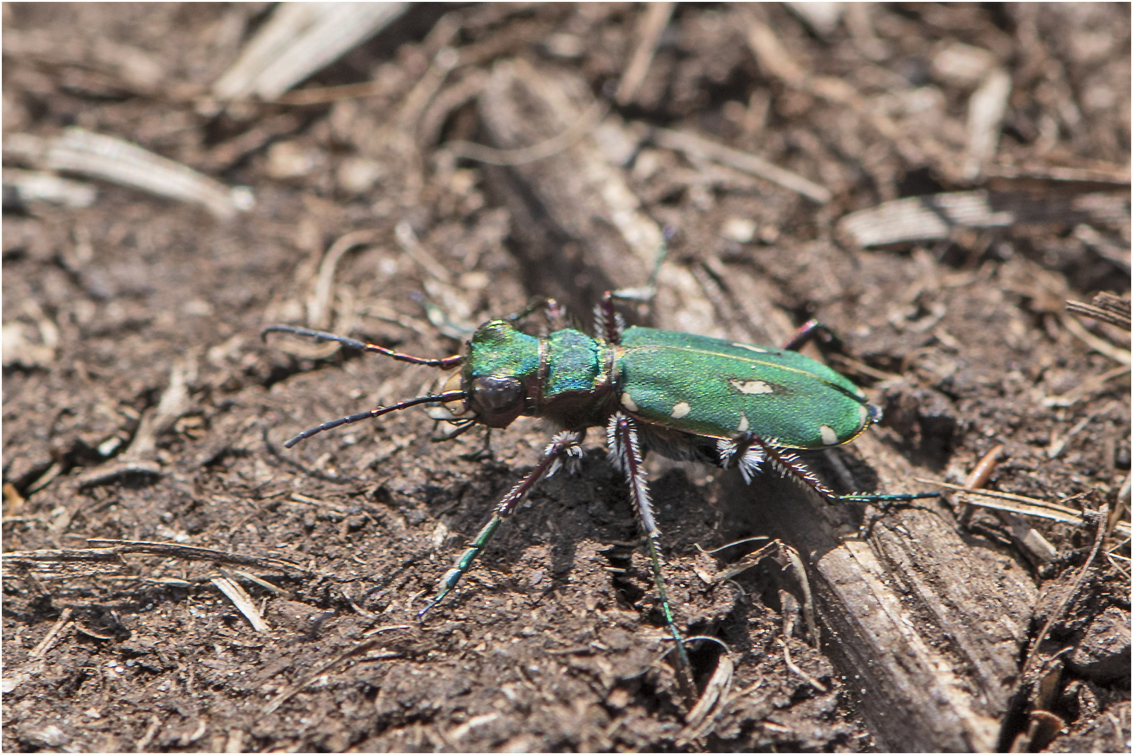 Der Feld-Sandlaufkäfer (Cicindela campestris) . . .