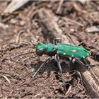 Der Feld-Sandlaufkäfer (Cicindela campestris) . . .