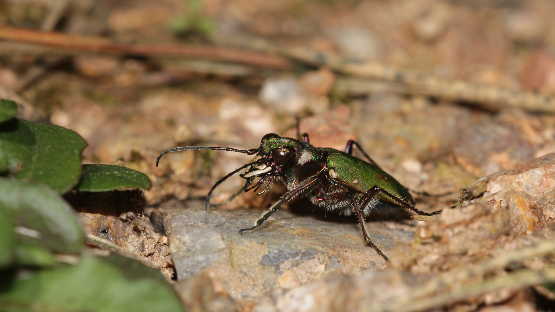 Der Feld-Sandlaufkäfer (Cicindela campestris) - gut getarnt in seinem Revier