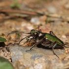 Der Feld-Sandlaufkäfer (Cicindela campestris) - gut getarnt in seinem Revier