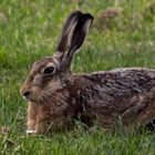 Der Feld und Wiesenhase