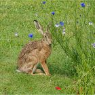 Der Feldhase bedient sich am Blumenbeet