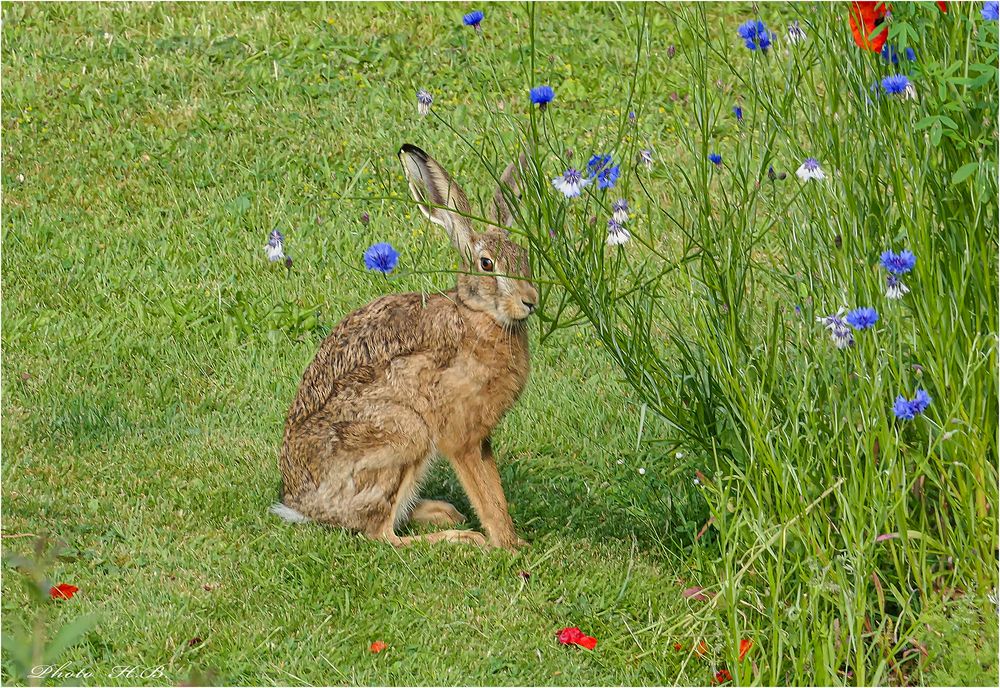 Der Feldhase bedient sich am Blumenbeet