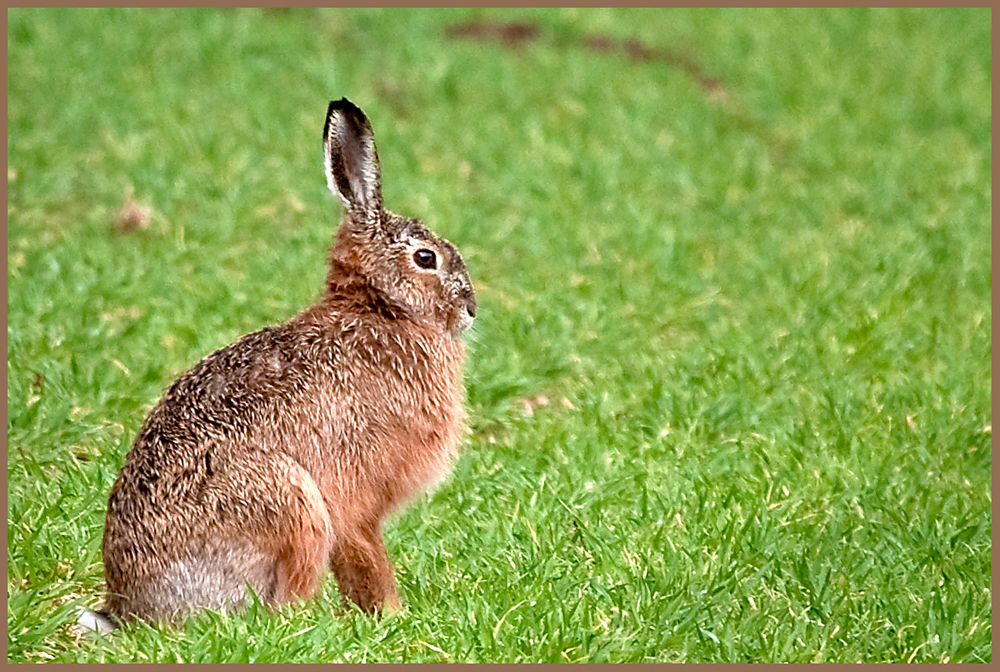 ...Der Feldhase (Lepus europaeus)...