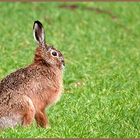 ...Der Feldhase (Lepus europaeus)...