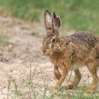 Der Feldhase (Lepus europaeus) 