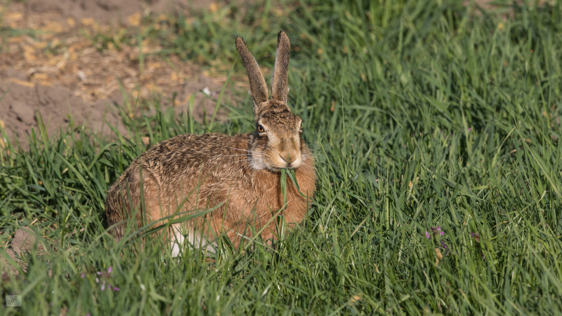 Der Feldhase (Lepus europaeus)