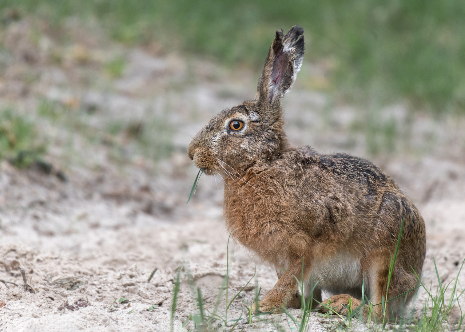 Der Feldhase (Lepus europaeus)