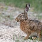 Der Feldhase (Lepus europaeus)