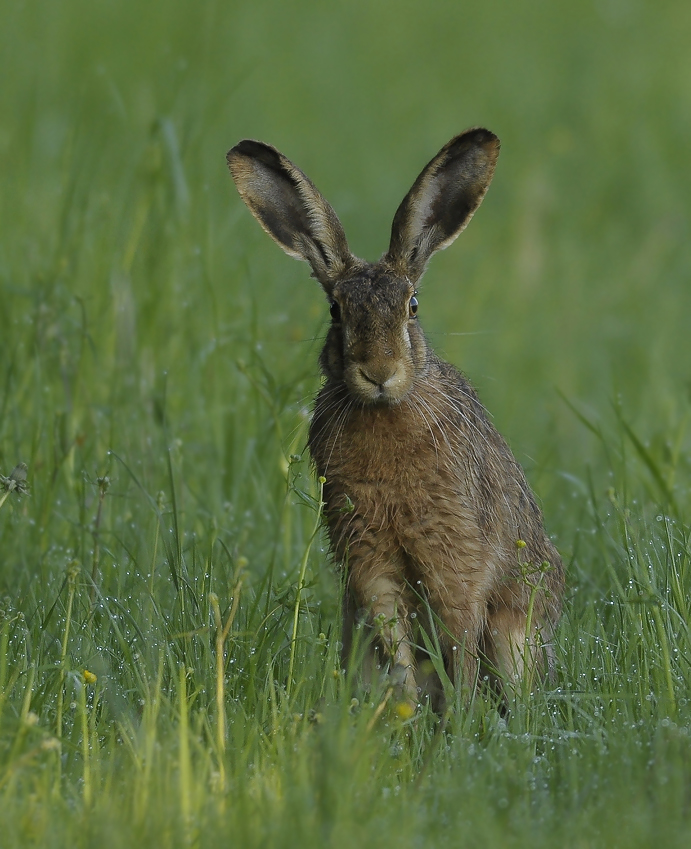 Der Feldhase (Lepus europaeus)...