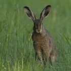 Der Feldhase (Lepus europaeus)...