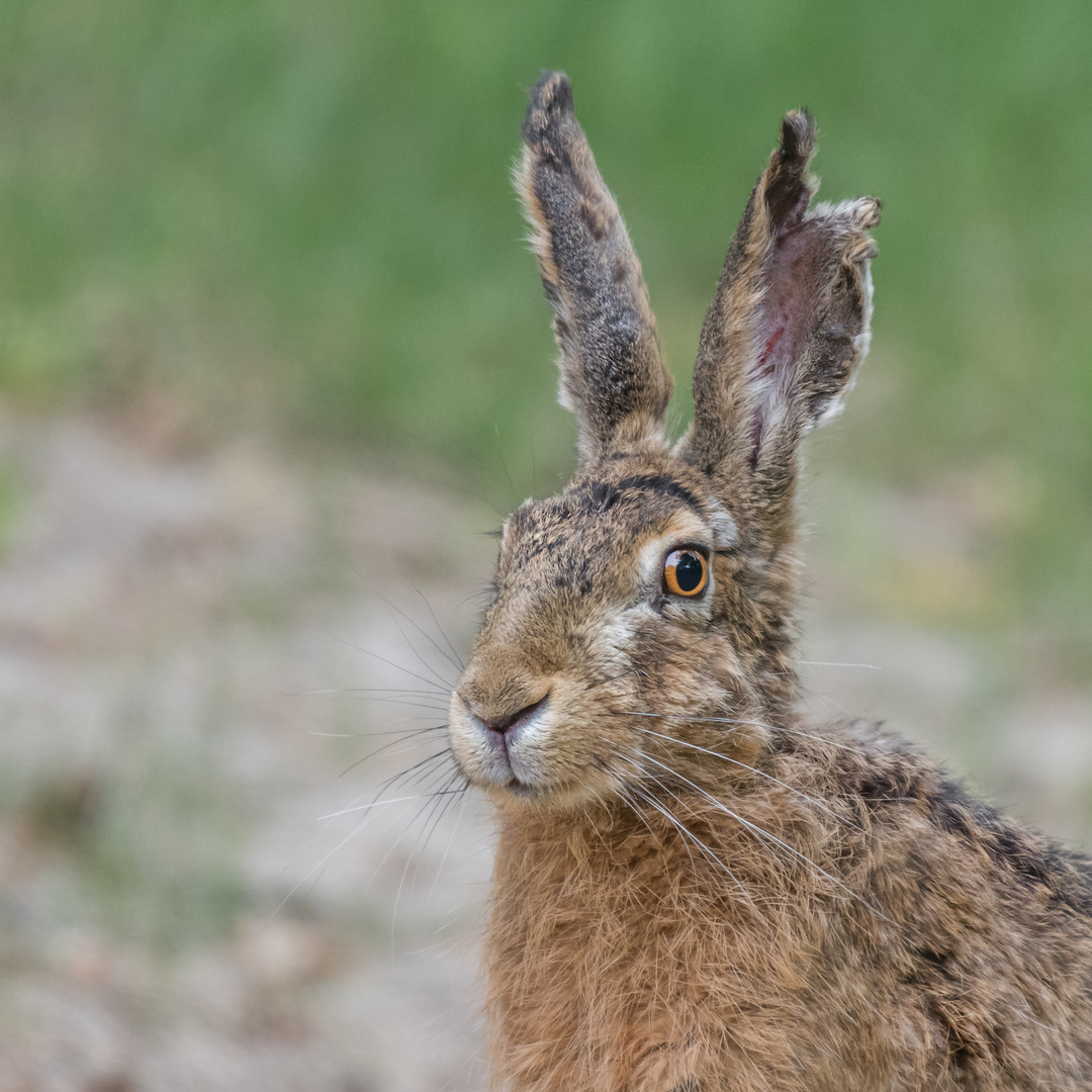 Der Feldhase (Lepus europaeus)