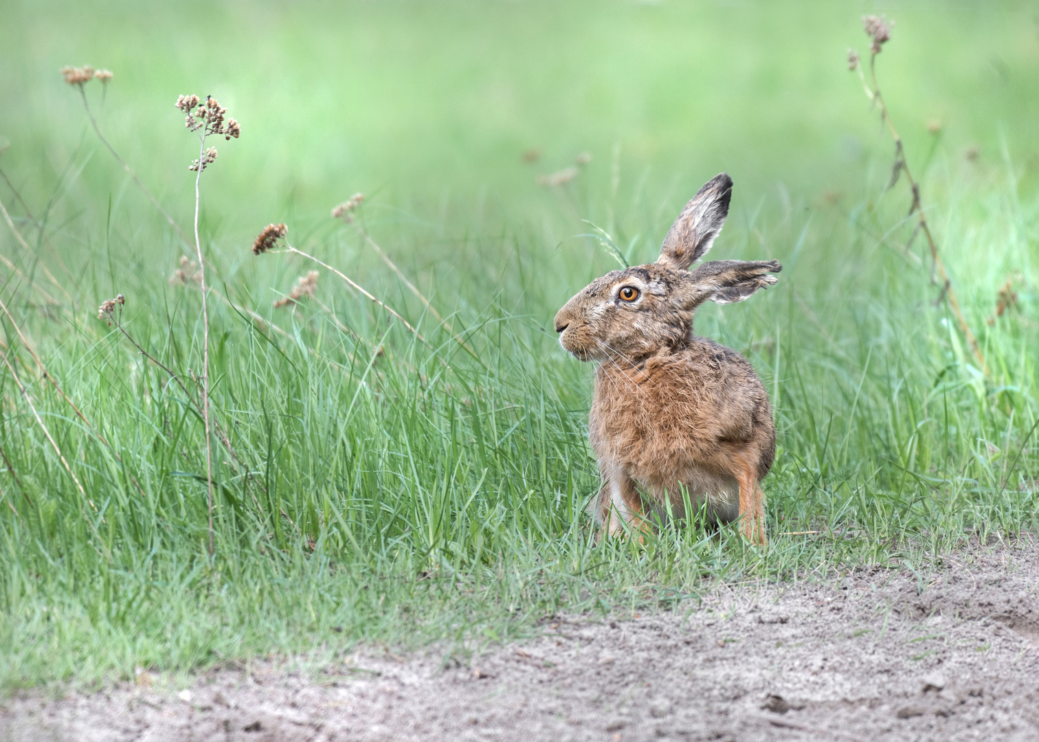 Der Feldhase (Lepus europaeus)