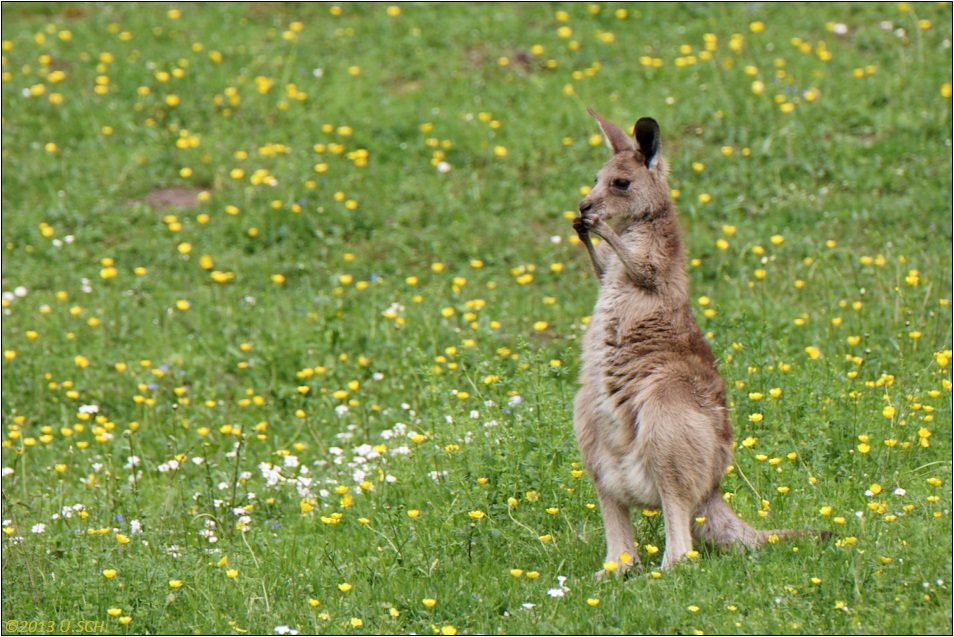 Der Feldhase (Lepus europaeus)...