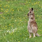 Der Feldhase (Lepus europaeus)...