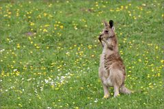 Der Feldhase (Lepus europaeus)...