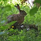 Der Feldhase (Lepus europaeus) möchte euch auch Frohe Ostern wünschen! - Joyeuses Pâques!