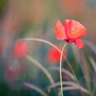 Der Feldmohn