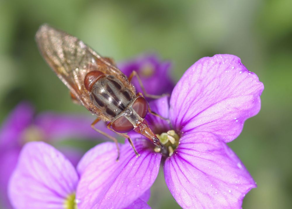 Der Feldschnabelschwebfliege auf den Buckel geschaut