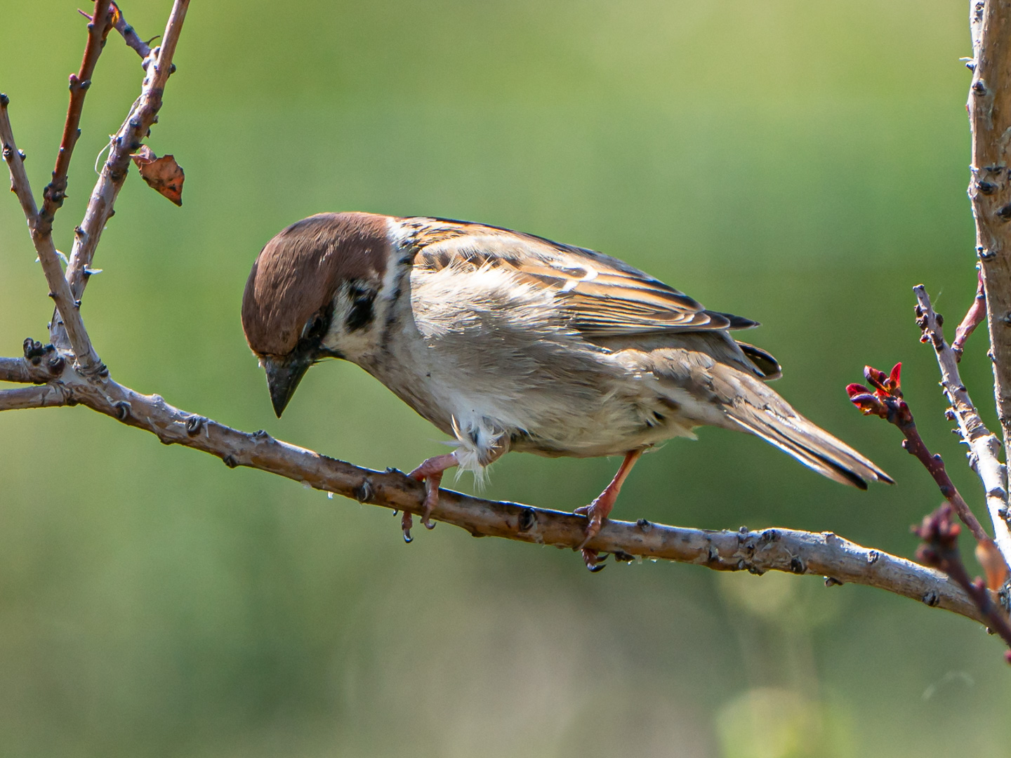 Der Feldsperling