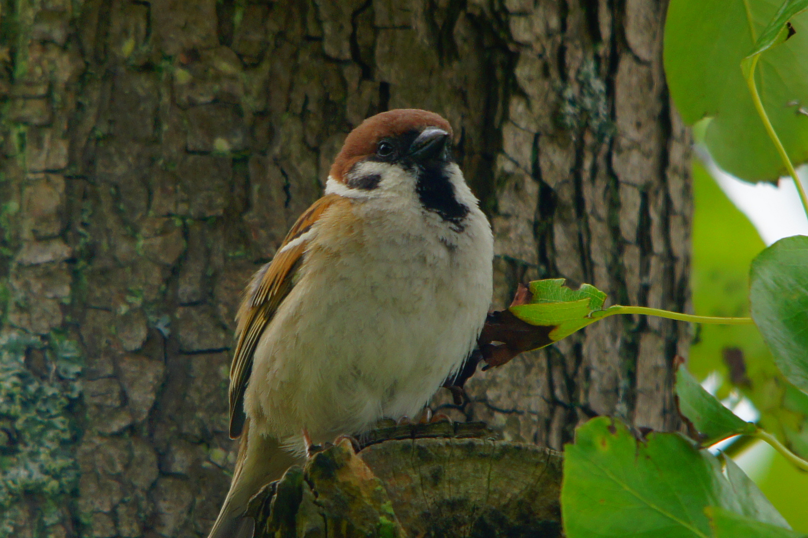 Der Feldsperling