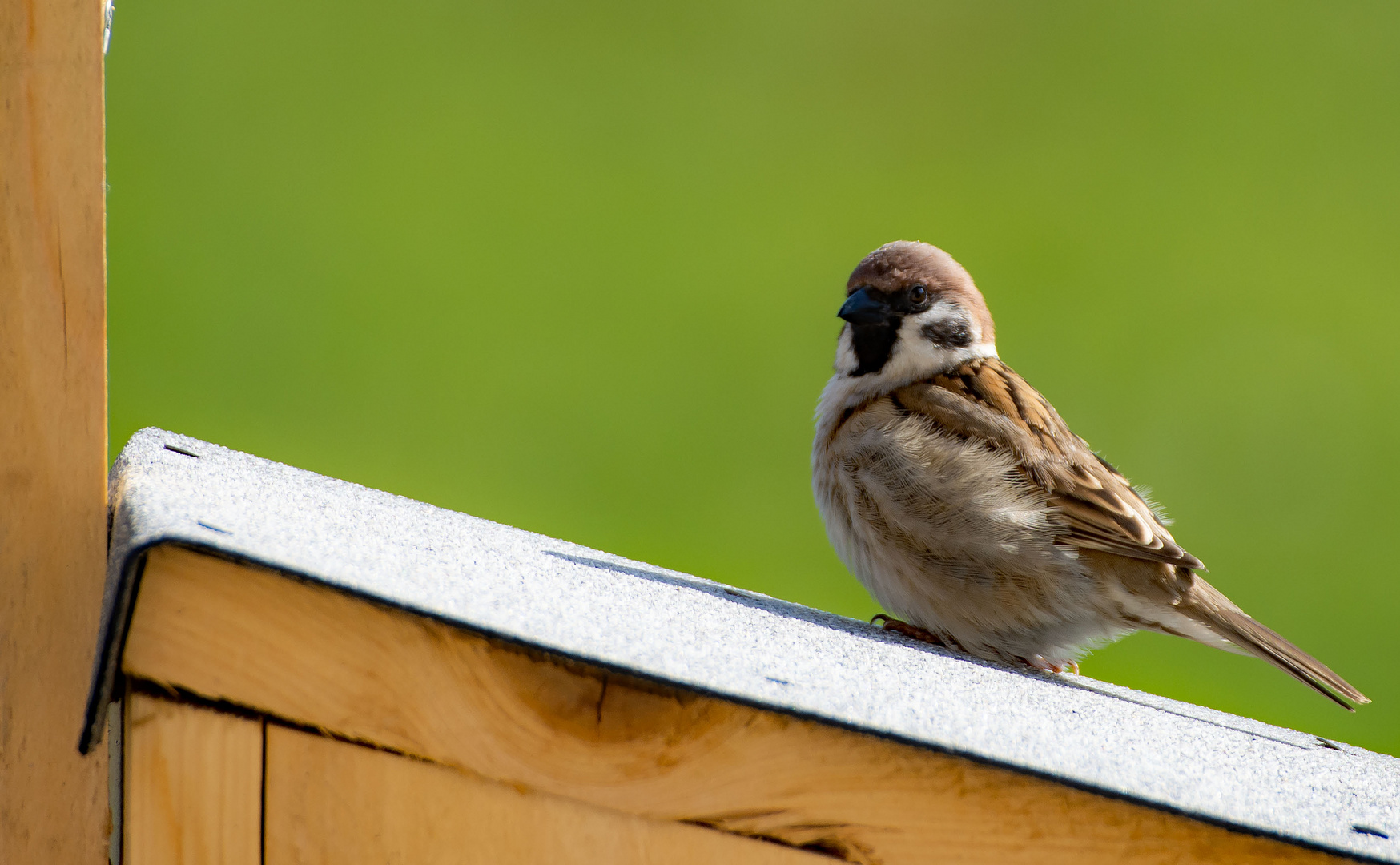 Der Feldsperling