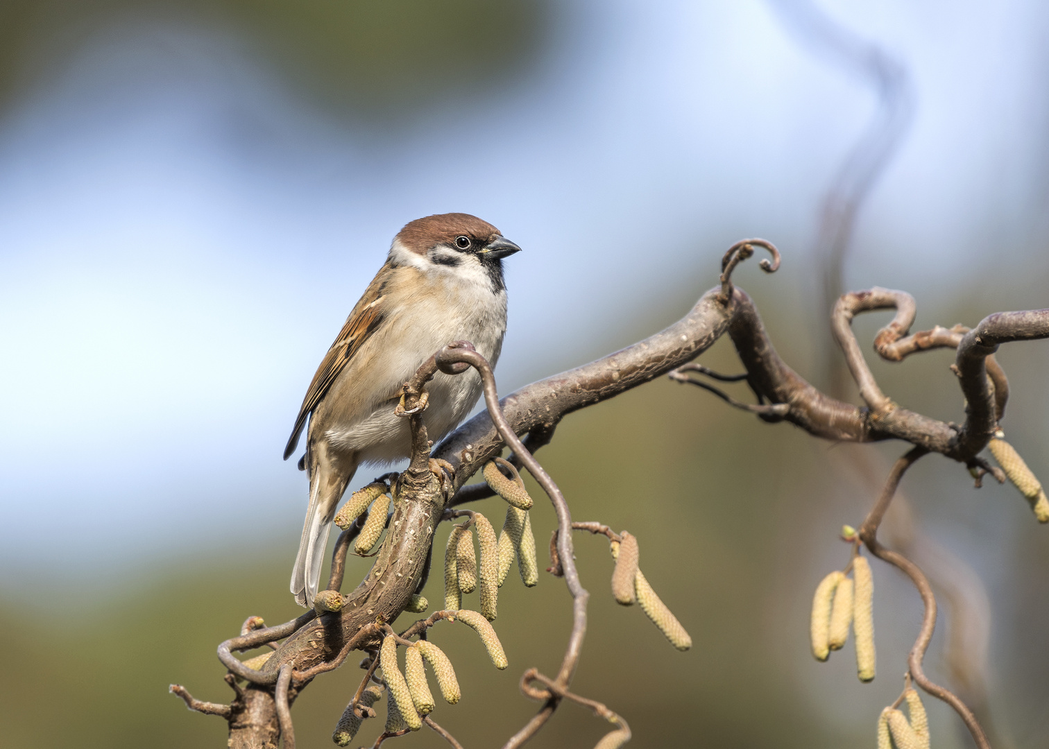 Der Feldsperling oder Feldspatz (Passer montanus)