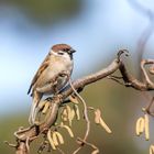 Der Feldsperling oder Feldspatz (Passer montanus)