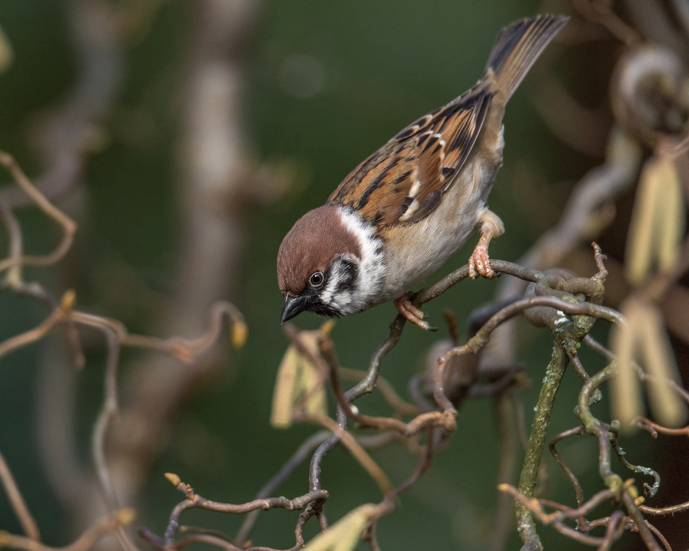 Der Feldsperling oder Feldspatz (Passer montanus)