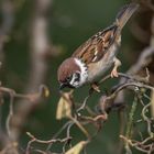 Der Feldsperling oder Feldspatz (Passer montanus)