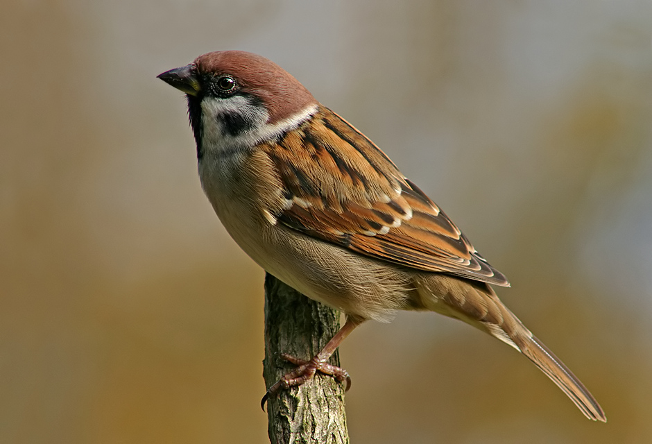 Der Feldsperling - Passer montanus