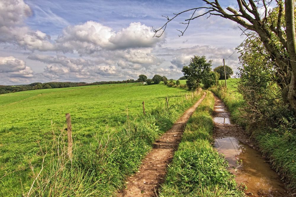 Der Feldweg