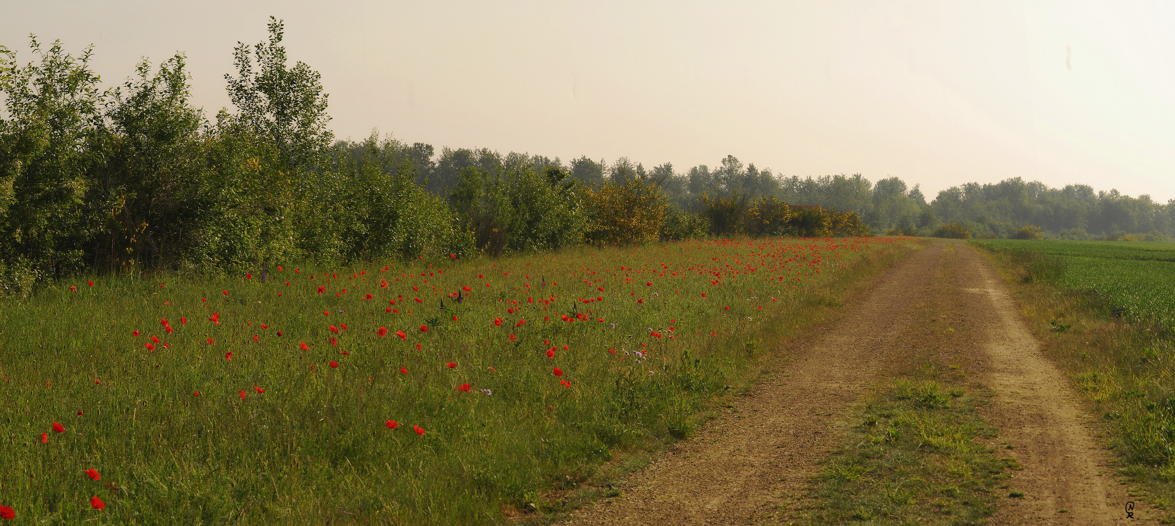 Der Feldweg