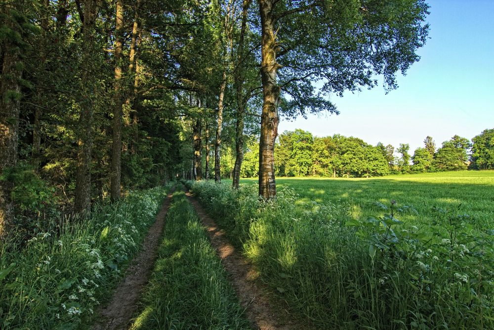 Der Feldweg 