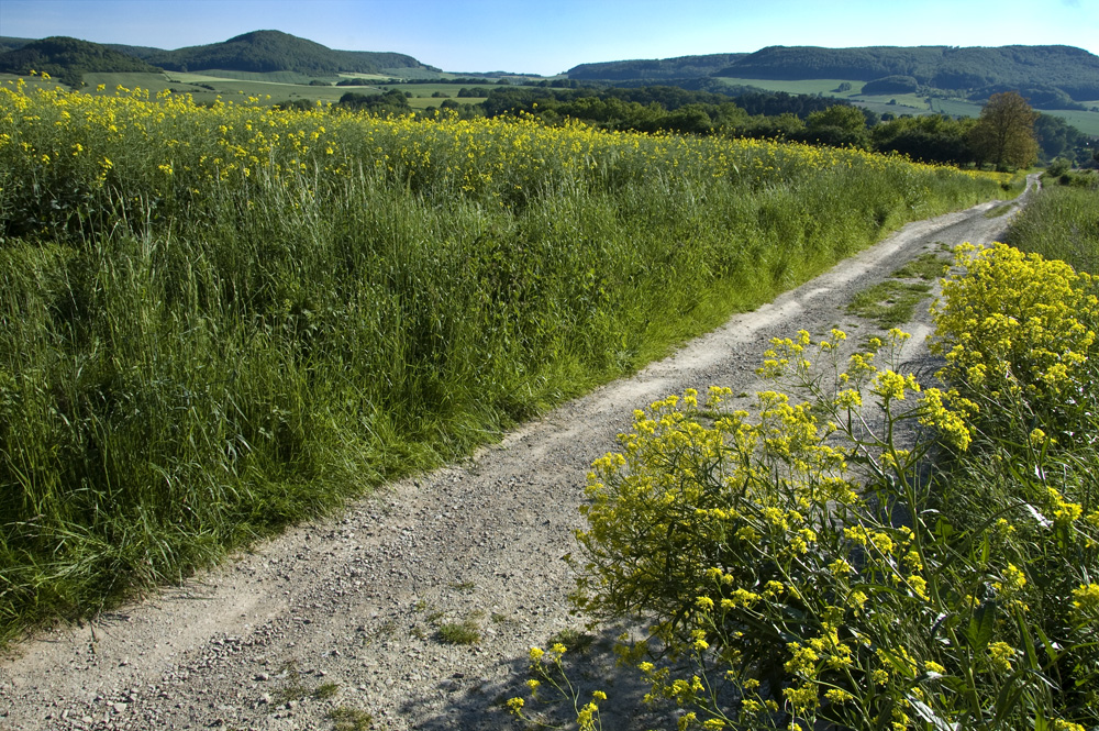 Der Feldweg