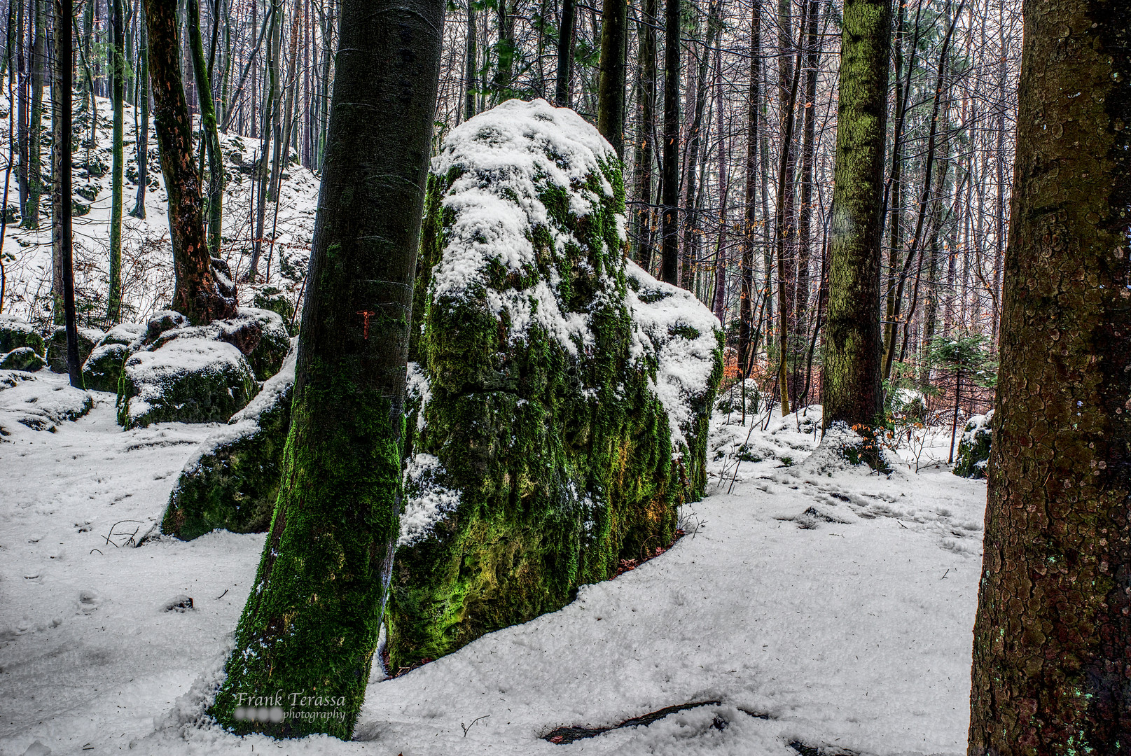 Der Fels im Wald