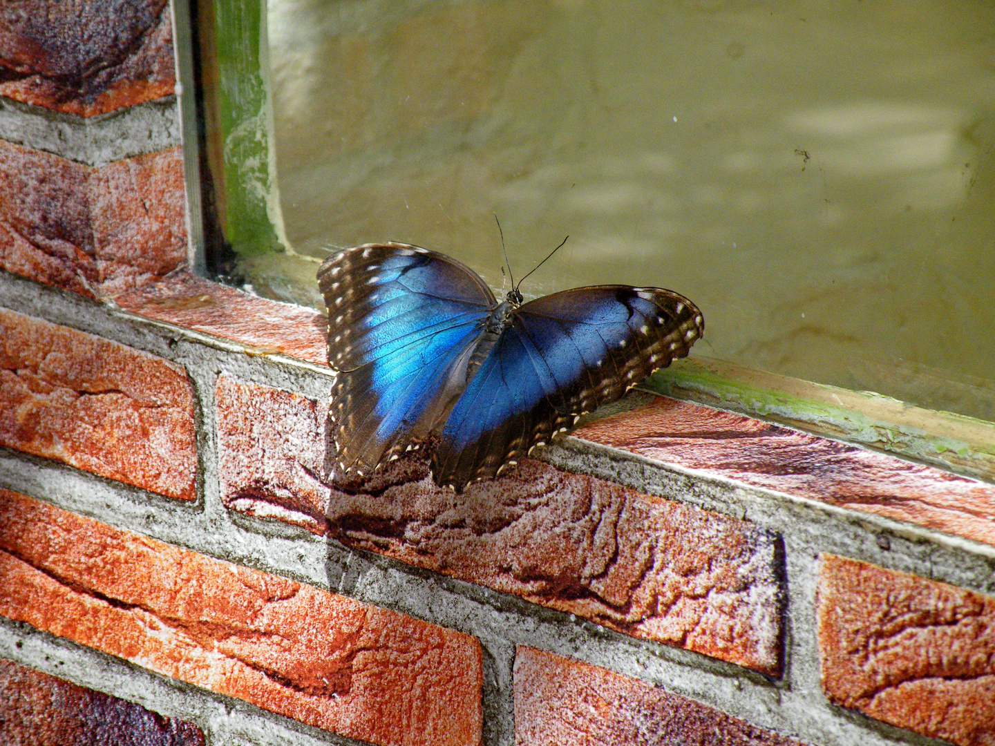 Der Fenstergucker