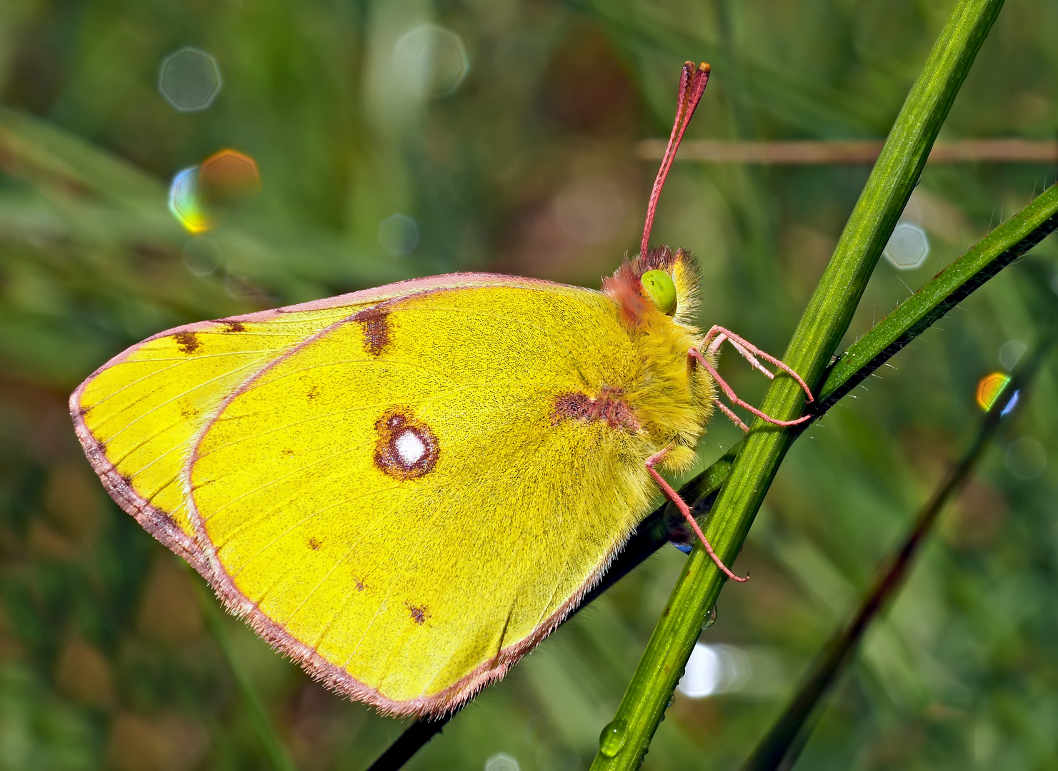 Der festlich bekleidete Postillon * !  - Un Souci (Colias croceus) qui ne donne pas de soucis!