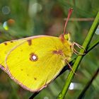 Der festlich bekleidete Postillon * !  - Un Souci (Colias croceus) qui ne donne pas de soucis!