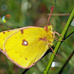 Der festlich bekleidete Postillon * !  - Un Souci (Colias croceus) qui ne donne pas de soucis!